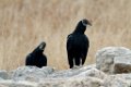 Black Vultures